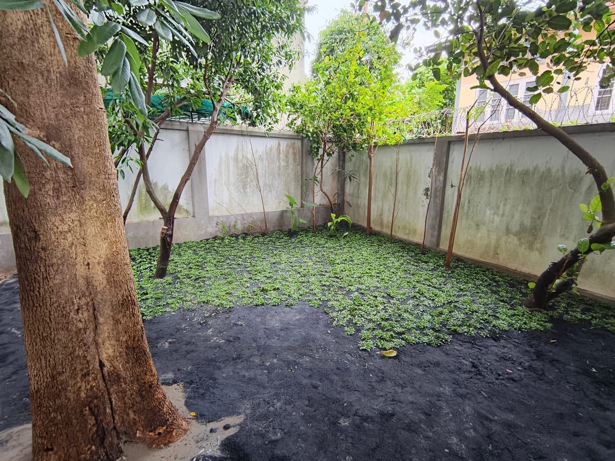Garden after