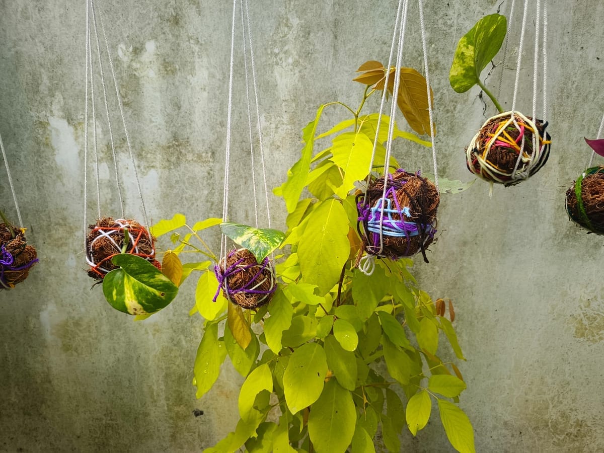Plant Balls